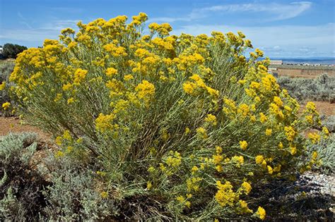Shrubs Southwest Desert Plants That Do Well In The Desert Southwest