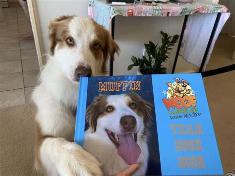 WeRateDogs® on Twitter: "This is Muffin. Her daycare had all the dogs