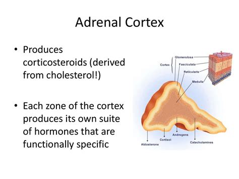 Adrenal Cortex Hormones And Functions Daxagents