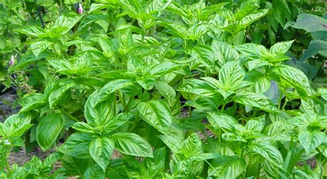 Benefits And Nutrition Of Basil Herb Ocimum Basilicum