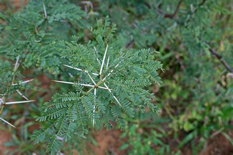 Acacia Tree With Long White Thorns Free Stock Photo Public Domain