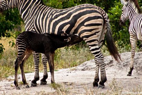 A Black Baby Zebra Africa Geographic