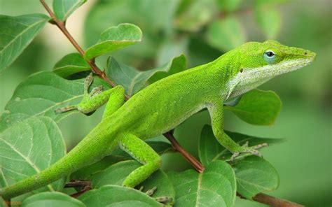 Green Anole Arboreal Lizard Wallpapers Wallpaper Cave