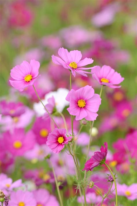 Maybe you would like to learn more about one of these? 15 Best Annual Flowers - Annual Flowers List