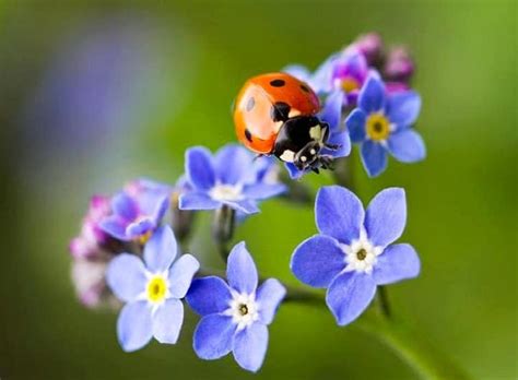 Closeup shot of pests feeding on a green unripe raspberry fruit in a garden, insects. 10 Most Beneficial Garden Insects You Should Avoid Killing ...
