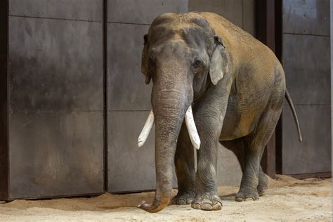 Meet Spike National Zoos Asian Elephant Makes His Debut Video