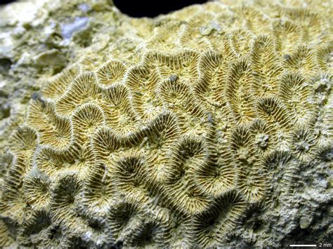 When Corals Met Algae Symbiotic Relationship Crucial To Reef Survival