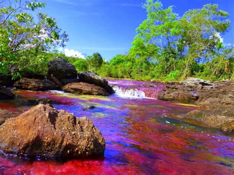 River Of Five Colours Caño Cristales Zigya For The Curious Learner