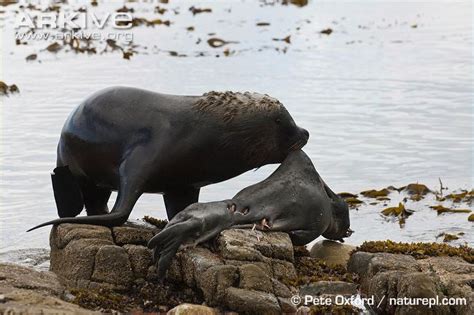 Sea lion attacks aren't just happening off dana point. Elephant Seal | Animal Wildlife