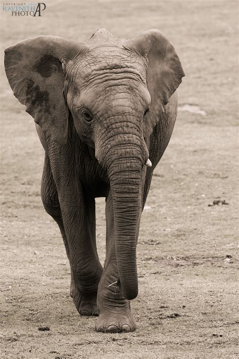 African Bush Elephant By Ravenith On Deviantart