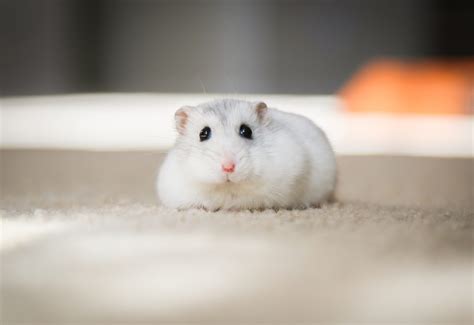 How Long Do Dwarf Hamsters Live Only Hamster