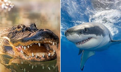 Australias Deadliest Animals Over Past Ten Years Are Not The Shark