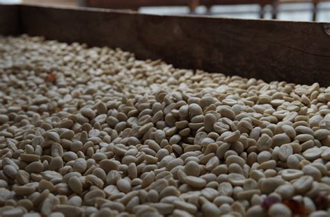 Coffee Processing Methods Big Island Coffee Roasters