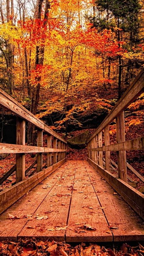 Download Mesmerizing Autumn View Wooden Bridge Amidst Red Trees