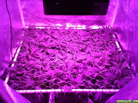 Led's create substantially more light per watt than fluorescent or hid lighting. Help on best 4' x 4' LED Grow room set up