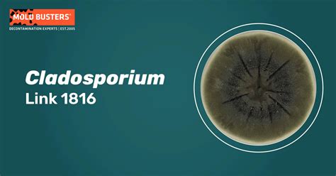 Cladosporium Mold Allergy Health Symptoms Treatment And Removal