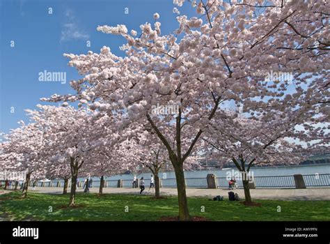 View Of Cherry Blossoms In Springtime At Tom Mccall Waterfront Park
