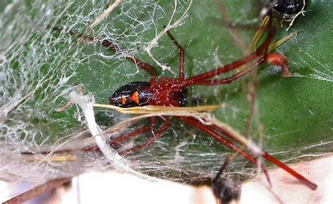 Adult Male Ventral View Latrodectus Bishopi Bugguidenet
