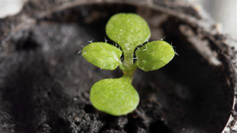Cress Grown In Lunar Soil Could Lead To Crops On The Moon Scientists