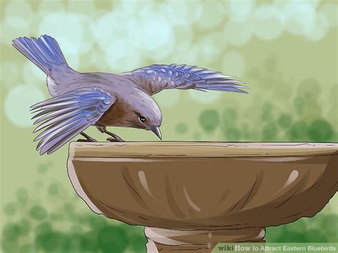 To help give them a varied. How to Attract Eastern Bluebirds: 14 Steps (with Pictures)