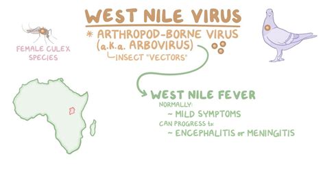West Nile Virus Video Anatomy Definition And Function Osmosis