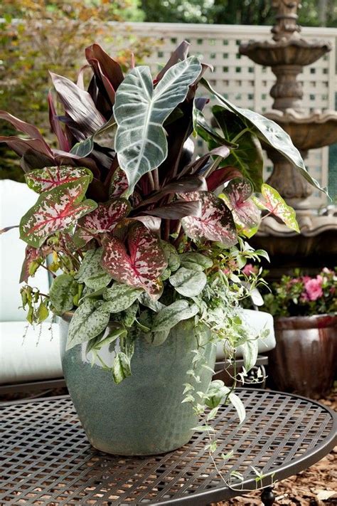 Summer Shade Container Gardening Inspiration Potted Plants For Shade