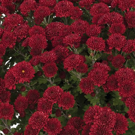 Hardy mum, garden mum, florist's daisy. Brandi™ Burgundy Yoder Garden Mum Plants for Sale | Free ...