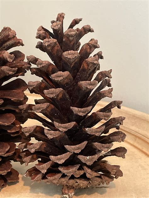 Large Pine Cones 6 To 7 Inches Tall Etsy