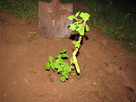 The fall gold raspberry is uniquely colored yellow, a very rare color for raspberries, and is actually a mutation selection that arose from a red raspberry cross. Just got a Anne Gold Raspberry plant and looking for ...