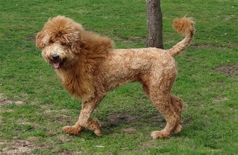 20 Types Of Goldendoodle Haircuts Inspirations Jenni Lifestyles