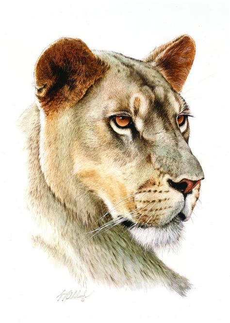 Lioness Head Drawing At Getdrawings Free Download