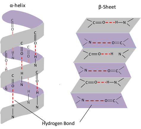 1 Secondary Structure Of Protein α Helix And β Pleated Sheet 118