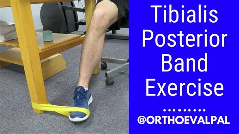 Concentric Eccentric Training Of The Posterior Tibialis EOUA Blog