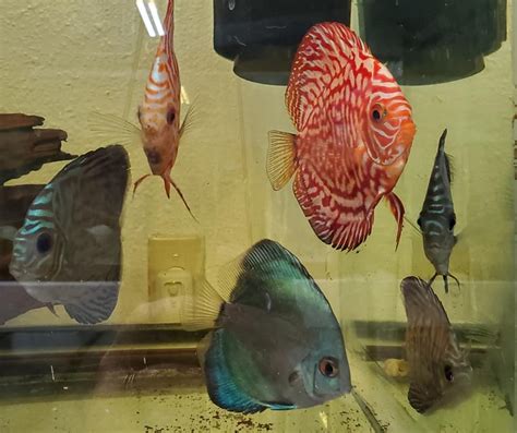 Discus And Angelfish — Fish Barn