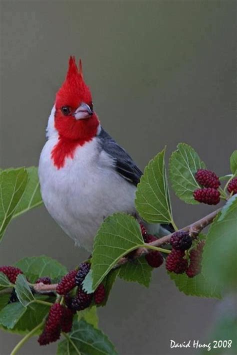 Red Crested Cardinal A South American Bird Identified By Bob Tarte