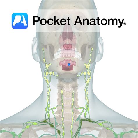 Lingual Tonsils Pocket Anatomy