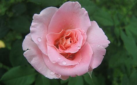 Pink Rose Flower Pink Rose Single Rose Flower Nature Rose Flower