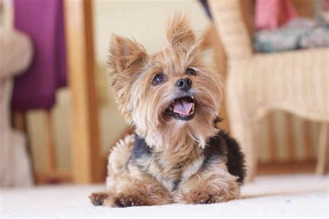 13 Best Small Dog Breeds For Families Household Guide Chattersource