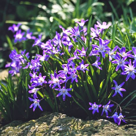 Chionodoxa Violet Beauty - Easy To Grow Bulbs