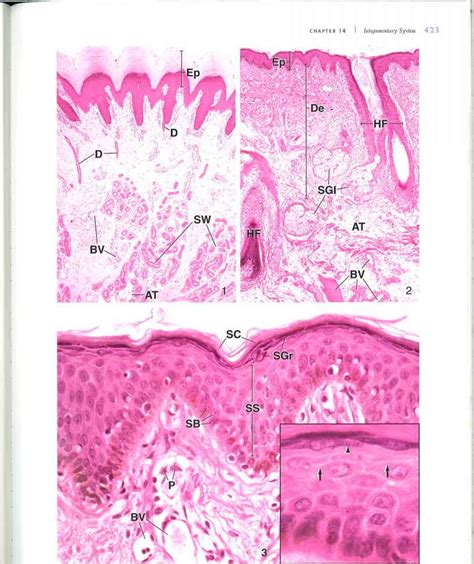 These cells are very close to nerve endings. Merkel's Cells - Merkel Cell Carcinoma Epidemiology ...