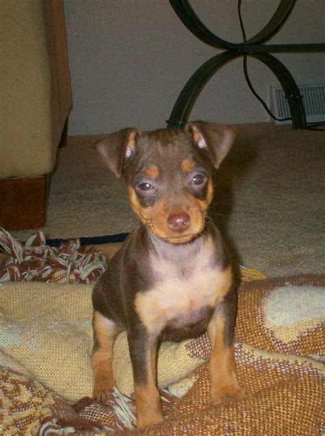 Miniature Pinscher Picture Min Pin Pic And Photo Gallery New Baby