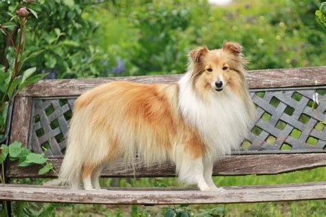 Shetland Sheepdog Sheltie Breed Info Pictures Facts Traits And More