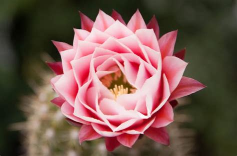 It grows in tropical rainforests. Cactus flower benefits - improves insulin sensitivity