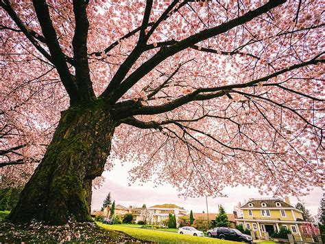 Dónde Ver Cerezos En Flor En Todo El Mundo Tokio Washington Dc