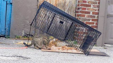 Hard To Trap Stray Feral Or Outdoor Cats Cats In Action
