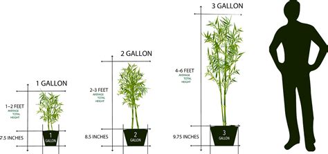 Weight of this size of container with soil and plant is usually sixty to ninety pounds. Bamboo Plant Sizes - Lewis Bamboo