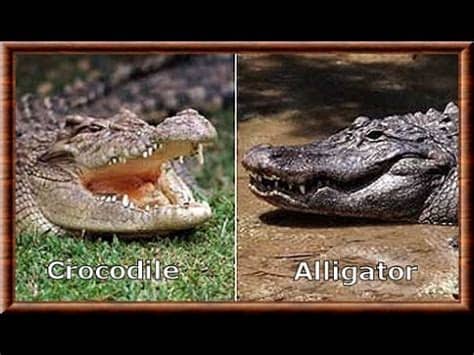 Alligator vs Crocodile : Kamp Kenan Education - YouTube