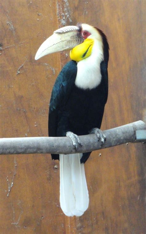 Gambar burung garuda pancasila asli mp3 & mp4. 100+ Gambar Burung (GARUDA, HANTU, ELANG, MERAK dll LENGKAP)