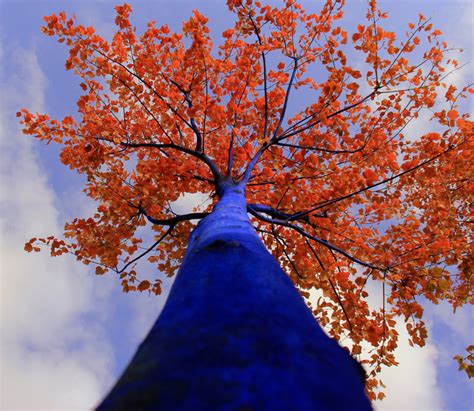 The Blue Trees By Konstantin Dimopoulos Honeycombers Singapore