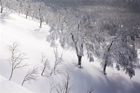 Hokkaido Powder Ski Touring Japan Pacific Alpine Guides